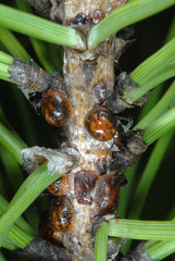 Toumeyella parvicornis