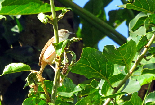 Tawny-flanked Prinia