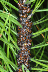 Toumeyella parvicornis