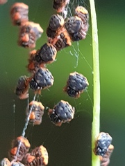 Gasteracantha sanguinea