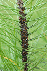 Toumeyella parvicornis