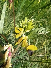 Vicia melanops