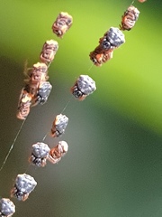 Gasteracantha sanguinea