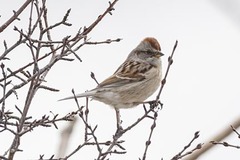 Spizelloides arborea