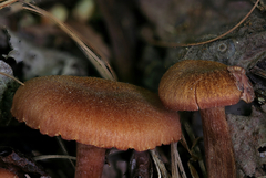 Laccaria laccata