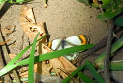 Colotis euippe mediata
