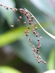 Gasteracantha sanguinea