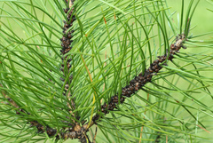 Toumeyella parvicornis