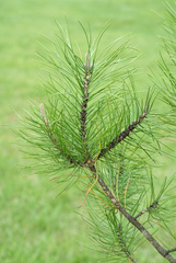 Toumeyella parvicornis