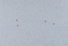 Toumeyella parvicornis
