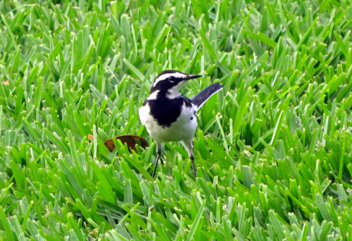 African Pied Wagtail