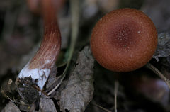 Laccaria laccata