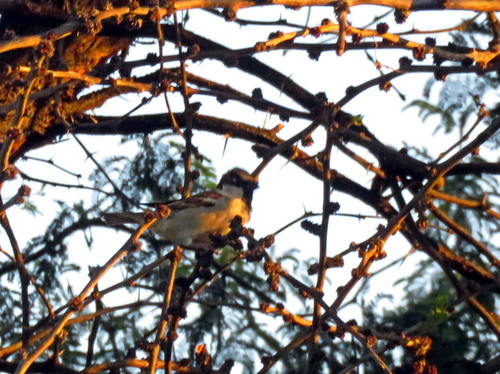 House Sparrow