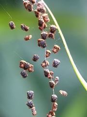 Gasteracantha sanguinea