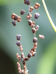 Gasteracantha sanguinea