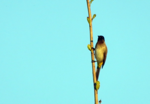 Common Bulbul