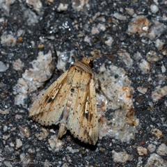 Hyphilare
