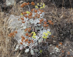 Eriogonum crocatum