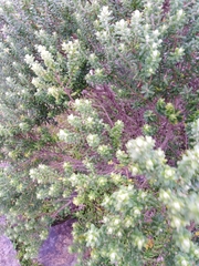 Baccharis uncinella