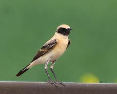 Oenanthe hispanica