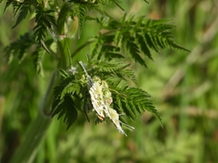 Anthocharis cardamines