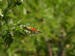 Anthocharis cardamines