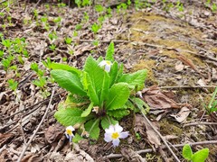 Primula vulgaris rubra