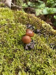 Kuehneromyces marginellus