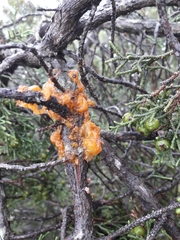 Gymnosporangium tremelloides