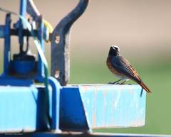 Phoenicurus phoenicurus