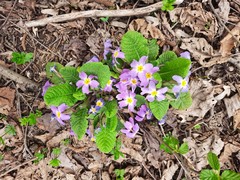 Primula vulgaris rubra