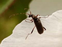 Grammoptera ruficornis
