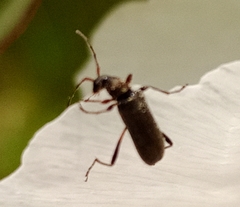 Grammoptera ruficornis