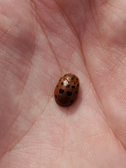 Chelymorpha cassidea