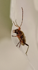 Grammoptera ruficornis
