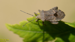 Acanthocoris sordidus