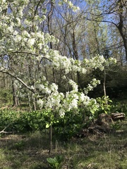 Peraphyllum ramosissimum