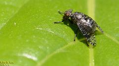 Platystoma