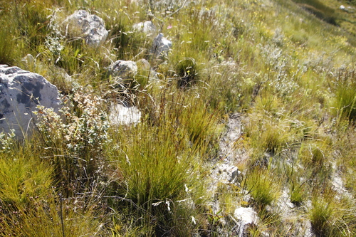 Image of Tetraria flexuosa by (c) Tony Rebelo, some rights reserved (CC BY-SA)
