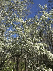 Peraphyllum ramosissimum