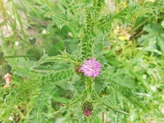 Carduus tenuiflorus