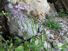 Raphanus sativus raphanistroides