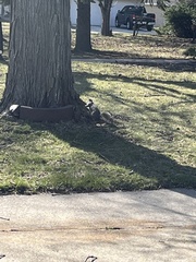 Sciurus carolinensis