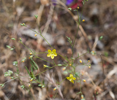 Hesperolinon breweri