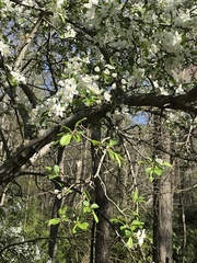 Peraphyllum ramosissimum