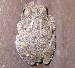 Hyla arenicolor