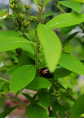Harmonia axyridis