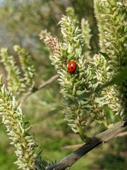 Coccinella septempunctata