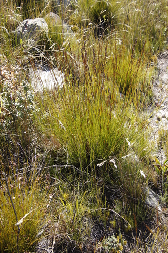 Image of Tetraria flexuosa by (c) Tony Rebelo, some rights reserved (CC BY-SA)