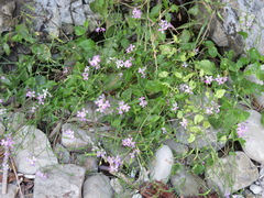 Raphanus sativus raphanistroides